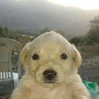 The original Jotchua — the money dog, 2021